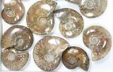 Lot: kg Iridescent, Red Flash Ammonites (-) - Pieces #82479-2